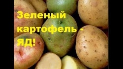 Можно ли есть зеленую картошку и почему она зеленеет