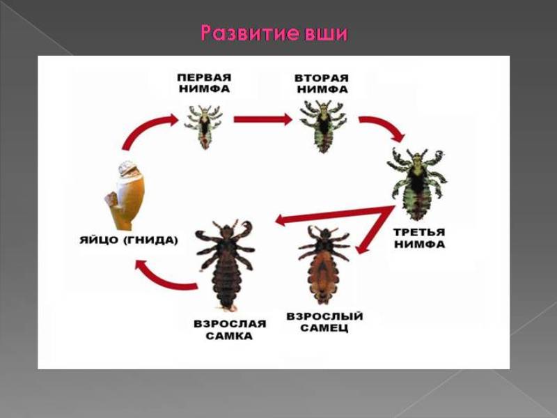 Меры профилактики педикулеза дома и в организованных коллективах