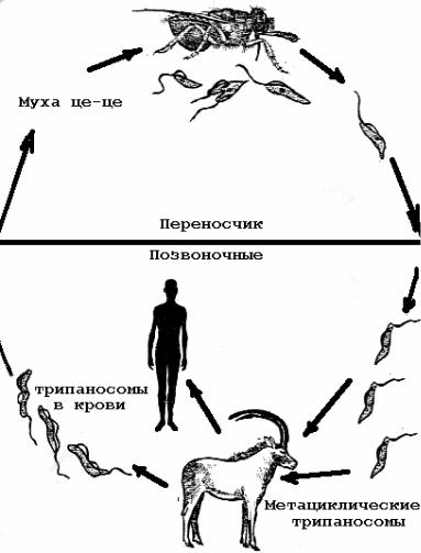 Основной хозяин муха цеце основной хозяин человек. Африканский трипаносомоз жизненный цикл. Цикл развития африканского трипаносомоза. Сонная болезнь цикл развития. Trypanosoma brucei жизненный цикл.